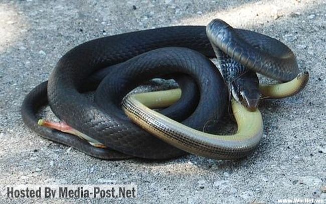Змеи - канибалы (10 фото)