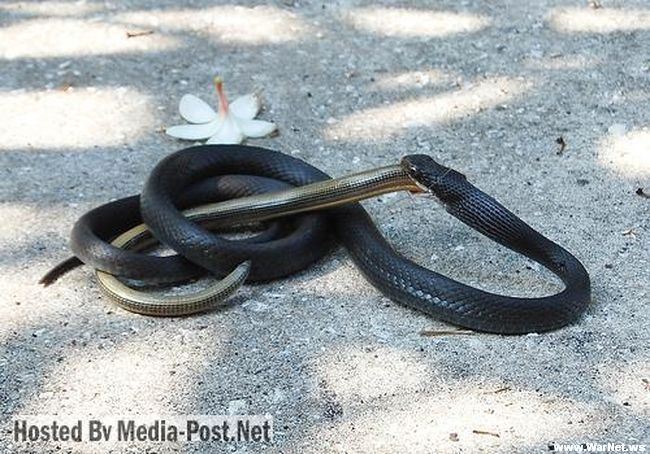 Змеи - канибалы (10 фото)