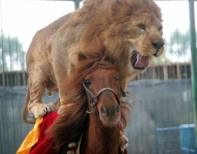 Такого еще не было. Только китайцы могли заставить трехсоткилограммового льва ездить на лошади кругом по вольере (3 фото)