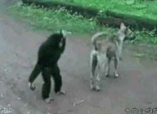Тошнотная обезьяна достает собаку