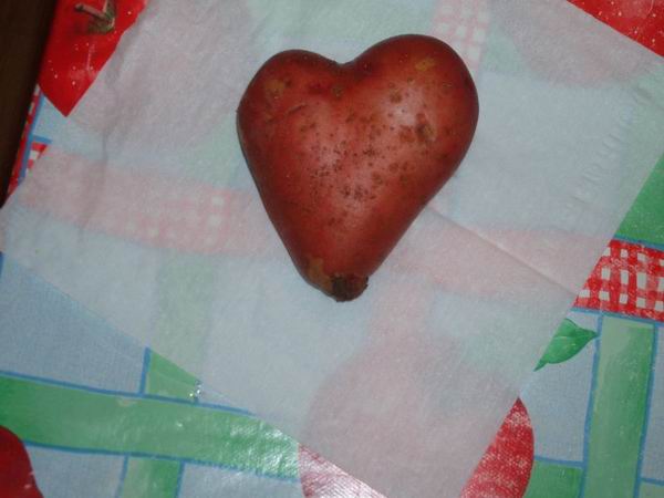 Эта удивительная природа создала картошку в виде сердца