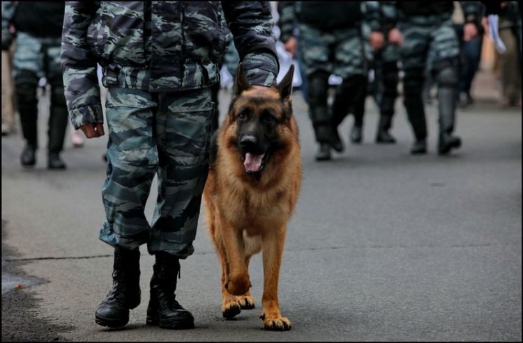 Лучшие породы собак для службы в полиции
