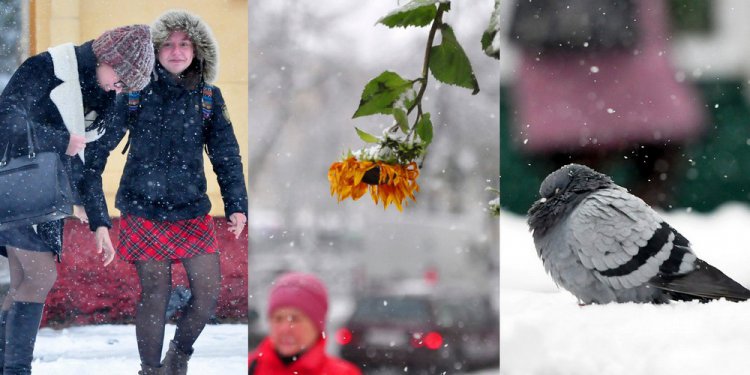 Зима пришла неожиданно: фоторепортаж о снегопаде в Гомеле