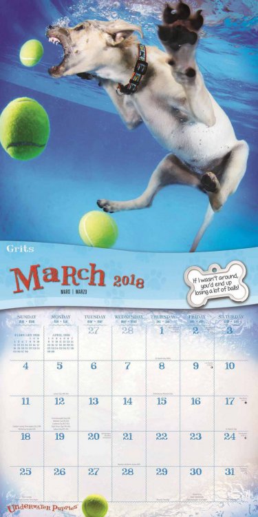 Забавный календарь с ныряющими пёсиками